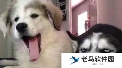 狗都嫌弃的年龄是什么梗网络用语-狗都嫌弃的年龄梗意思及出处分享