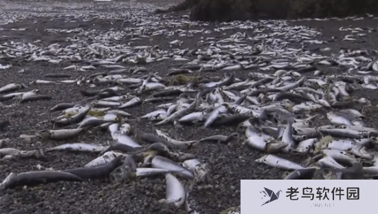北海道一沙滩现大量死鱼 日本:新年假期难以找人处理