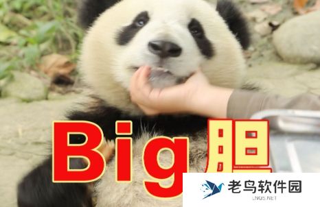 big胆是什么意思网络用语-big胆梗意思及出处分享