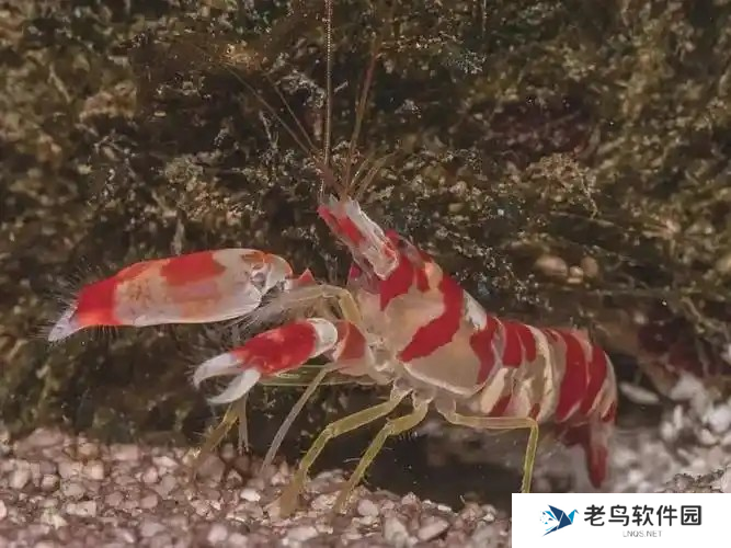 以下哪种虾有乐队虾的别称 神奇海洋2月22日答案最新2025