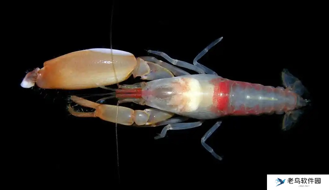 以下哪种虾有乐队虾的别称 神奇海洋2月22日答案最新2025