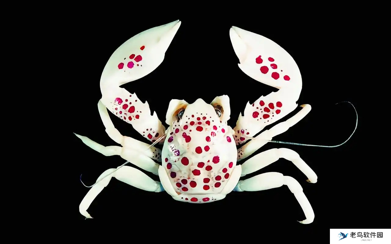 瓷蟹属于以下哪种动物 神奇海洋2月20日答案最新2025