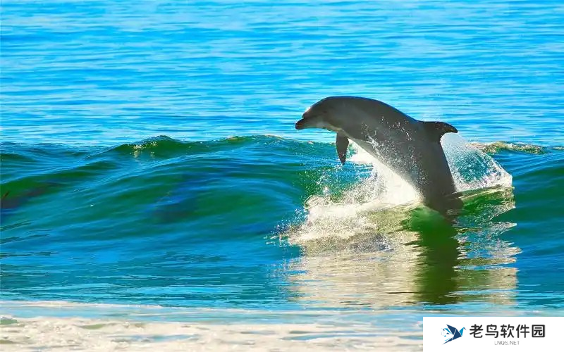 海豚的声呐系统位于哪里 神奇海洋2月21日答案最新2025