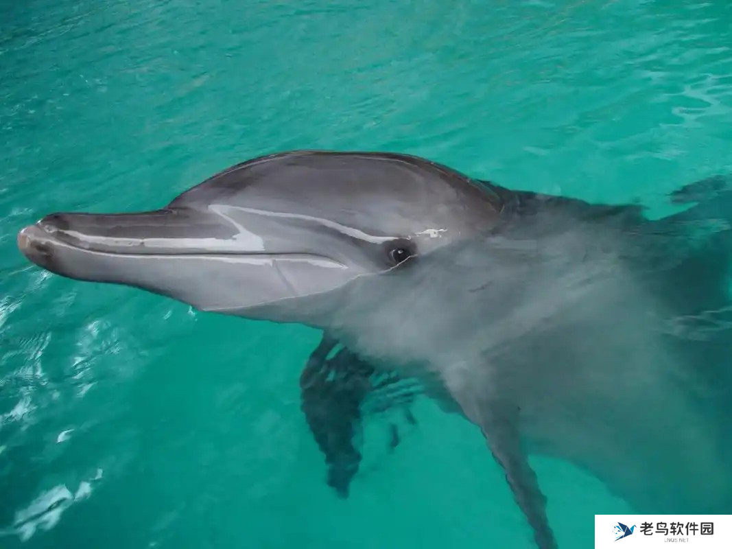 海豚的声呐系统位于哪里 神奇海洋2月21日答案最新2025