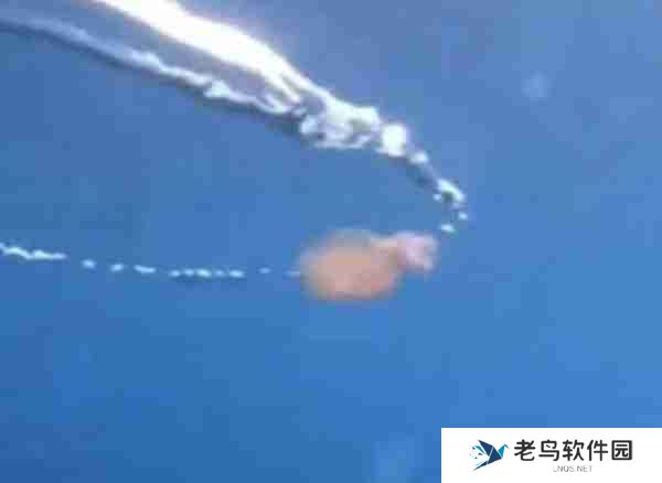 抖音不如水母是什么梗